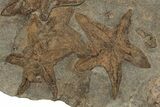 Slab Of Fossil Starfish, Carpoids And A Brittle Star - Morocco #196764-2